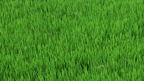 Closeup-of-green-rice-field-background-against-the-wind