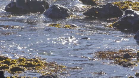 A-group-of-Fur-Seals-playing-in-shallow-water-among-seaweed-as-waves-come-in