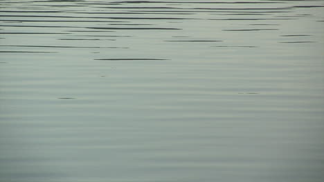 Linear-ripples-on-lake-surface-reflecting-overcast-sky
