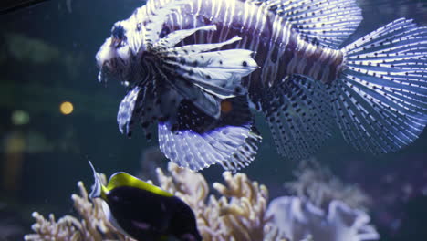 Zebra-Lion-Fish-Seen-Through-Glass-Of-Fish-Tank-At-Oceanarium