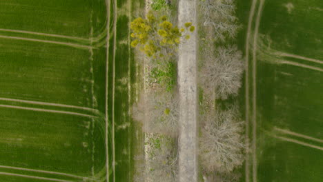 Aerial-drone-slow-follow-along-the-Countryside-Village-Road-Surrounded-with-Rye-Green-Fields,-looking-down