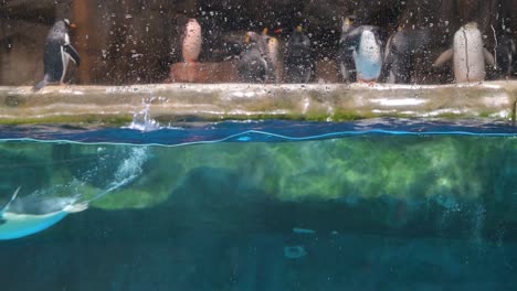 Eselspinguine-Schwimmen-An-Der-Tierattraktion-Des-Südpols-Im-Vergnügungs--Und-Tierthemenpark-Ocean-Park-In-Hongkong