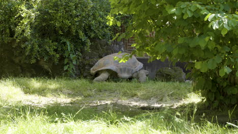 Riesenschildkröte-Auf-Dem-Rasen-Des-Zoo-Wildreservats
