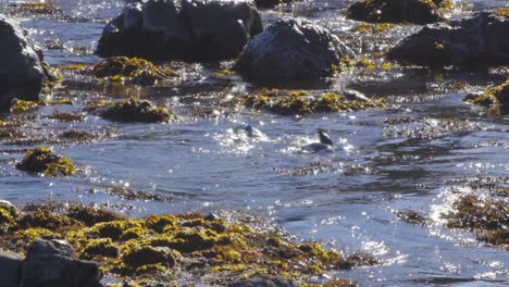 Fur-Seals-playing-in-shallow-water-with-seaweed-and-waves-rolling-over-them