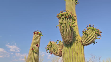 Heat-stressed-Saguaro-produce-unusual-blooms-on-side-of-arms,-instead-of-tops-only