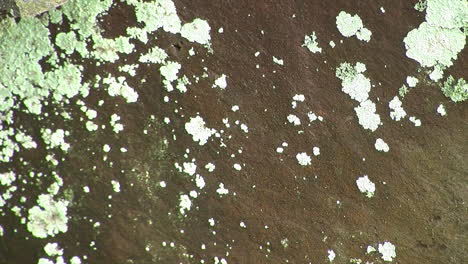 Patches-of-foliose-lichen-on-the-surface-of-a-rock