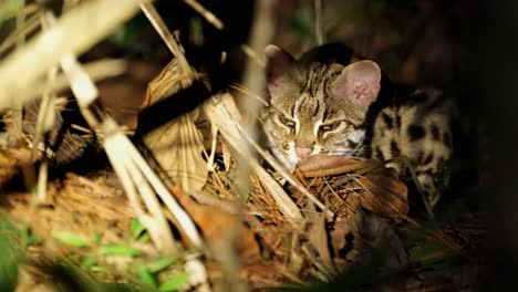 Leopard-Cat,-Prionailurus-bengalensis,-Thailand