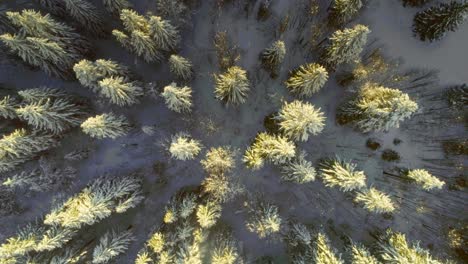 Ascending-aerial-top-down-shot-showing-snowy-conifer-pine-trees-during-golden-sunrise--Jura-mountains,France