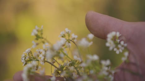 Hand-holding-and-touching-blooming-flowers-in-wilderness,close-up