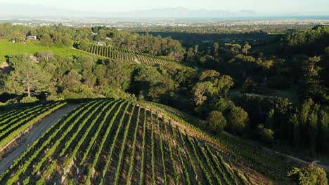 Drone-View-Of-Lush-Green-Vineyards-On-The-Hills-In-Cape-Town,-South-Africa