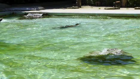 Robben-Schwimmen-Im-Zoo-Unter-Sonnenlicht-In-Klarem-Wasser