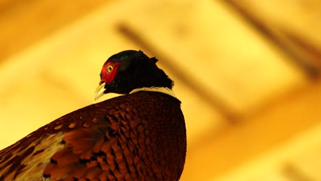 Closeup-of-pheasant-head-with-colorful-feathers-on-ring-neck