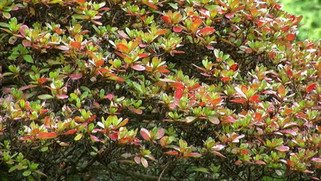 Azaleenbusch-Mit-Bunten-Blättern-Im-Herbst