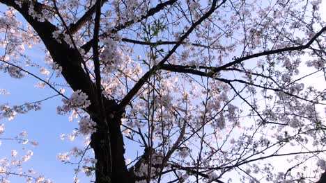 Looking-up-on-beautiful-Sakura-tree-on-clear-blue-day---handheld-view