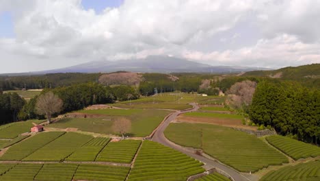 Rows-of-green-tea-plantations-on-farm-in-Japan---Aerial-rising-shot