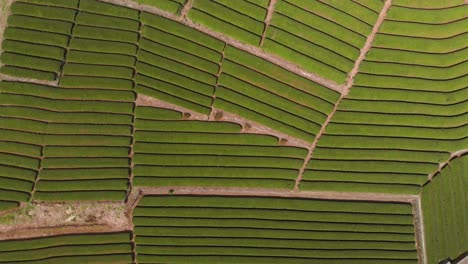 Top-down-aerial-abstract-drone-view-of-green-tea-field-rows
