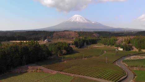 Slow-rising-aerial-drone-view-at-Obuchi-Sasaba-green-tea-fields-in-Japan