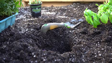 A-gardener-transplants-a-plant-into-her-raised-bed-garden---sliding