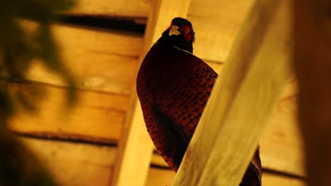 Pheasant-inside-wooden-cage-with-colorful-feathers-on-ring-neck