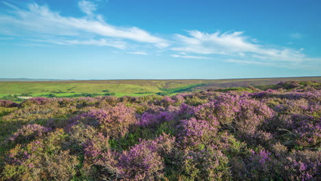 North-York-Moors-Heather-Timelapse,-taken-in-summer-above-Lealholm,-towards-Glaisdale-Dale