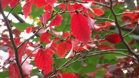 Red-leaves-of-deciduous-tree-quiver-in-autumn-breeze