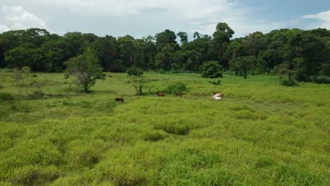 Gruppe-Wilder-Costa-ricanischer-Pasos-Auf-Der-Grünen-Wiese-Mit-Dschungel-Im-Hintergrund