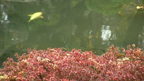 Koi-fish-swims-in-pond-in-autumn-with-azalea-bush-in-foreground