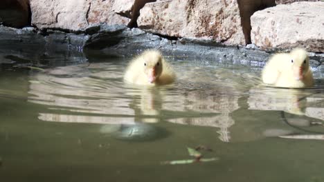 Two-newly-hatched-yellow-ducklings-splash-and-paddle-in-a-pond,-close-up