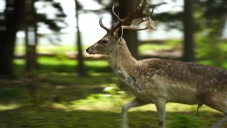 Deer-with-large-horns-running-into-forest-trees,-scared-of-hunters