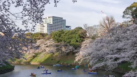 Inclinación-Hacia-Abajo-Revelada-En-Un-Hermoso-Foso-Con-Flores-De-Cerezo-Sakura-En-Tokio
