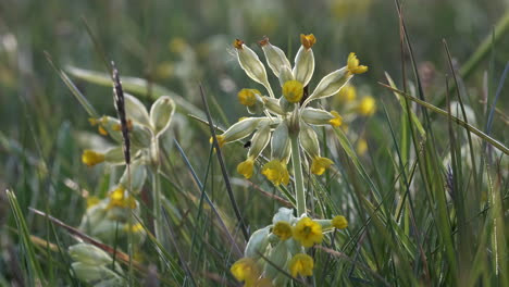 Delicate-wild-Cowslip-flowers-in-an-uncultivated-meadow-in-Worcestershire,-England-at-dusk-with-their-flower-heads-closed