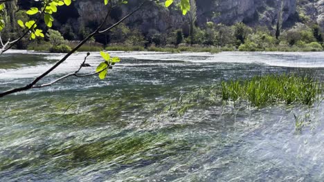 Clear-water-river-in-early-Spring-with-fresh-leaves-of-a-fig-tree