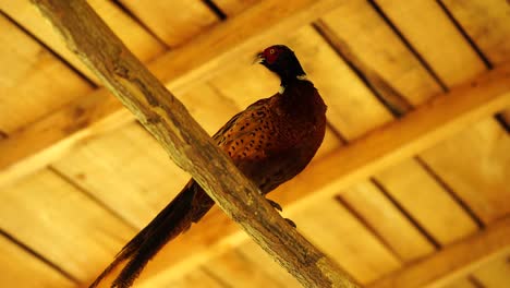Pheasant-male-standing-on-wood-roof,-beautiful-bird-looking-around