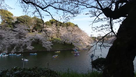 Leute,-Die-Sakura-kirschblütenbäume-Am-Chidorigafuchi-wassergraben-In-Tokio-Genießen