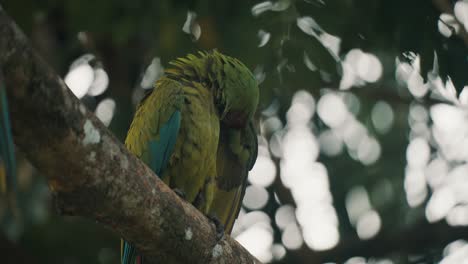 Wild-Great-Green-Macaw,-Ara-Ambiguus,-Sitting-On-The-Branch-In-Costa-Rica