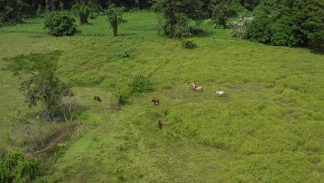 Aerial-of-wild-horses-standing-in-green-meadow-in-tropical-Costa-Rica