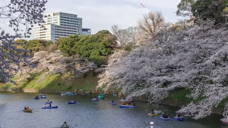 Bunte-Ruderboote-Auf-Wassergraben-Neben-Sakura-Kirschblüten-In-Tokio