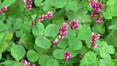 Clover-and-Pennsylvania-smartweed-flowers-