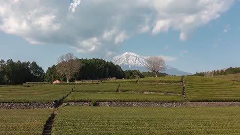 Langsamer-Dolly-Im-Zeitraffer-Auf-Den-Grünteefeldern-Am-Mount-Fuji-In-Japan