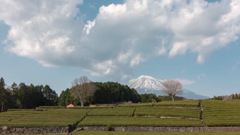 Hermoso-Lapso-De-Tiempo-Con-Terrazas-De-Té-Verde-Y-El-Monte-Fuji-En-Segundo-Plano