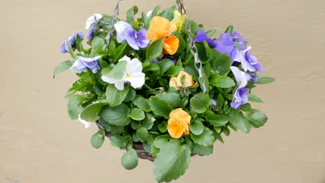 A-colorful-hanging-basket-of-flowers