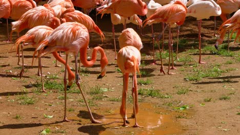 Flamboyance-Of-flamingos-resting-while-two-birds-drinking-water-from-a-puddle-in-Seoul-Grand-Park-Zoo