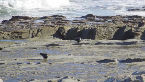 Three-fur-seal-pups-running-and-playing-along-a-flat-section-of-rock