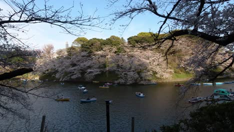 Panorámica-Rápida-A-Través-De-Muchos-Barcos-Coloridos-En-Un-Hermoso-Foso-En-Tokio-Con-árboles-De-Sakura