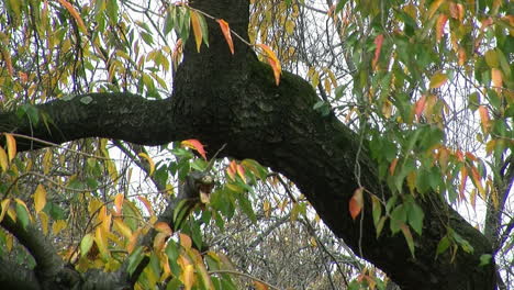 Großer-Zweig-Des-Weinenden-Kirschbaums-Im-Herbst