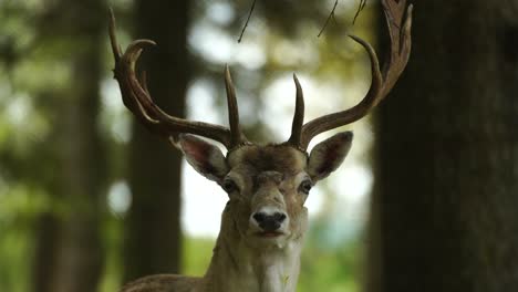Whitetail-deer-with-beautiful-large-horns-looking-straight-to-camera,-closeup
