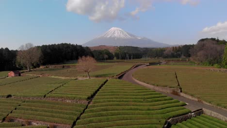 High-above-wide-aerial-of-green-tea-fields-with-Mount-Fuji-in-background