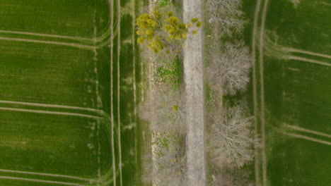 Dirt-road-crossing-the-green-fields-with-tractor-traces