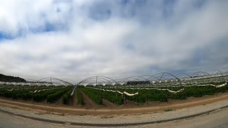 Vorbeifahrt-An-Einem-Biobauernhof-Mit-Hochtunnel-Gewächshaus-In-Salinas,-Kalifornien