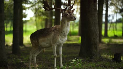 Whitetail-male-deer-walking-slowly-through-trees-of-forest-and-staying-alert